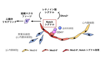 Nkx2-5など３つのシグナル因子が心内膜細胞のマクロファージと心臓弁の形成を制御することが判明