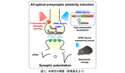 光活性化アデニル酸シクラーゼをプレシナプスに局在化させる技術を開発