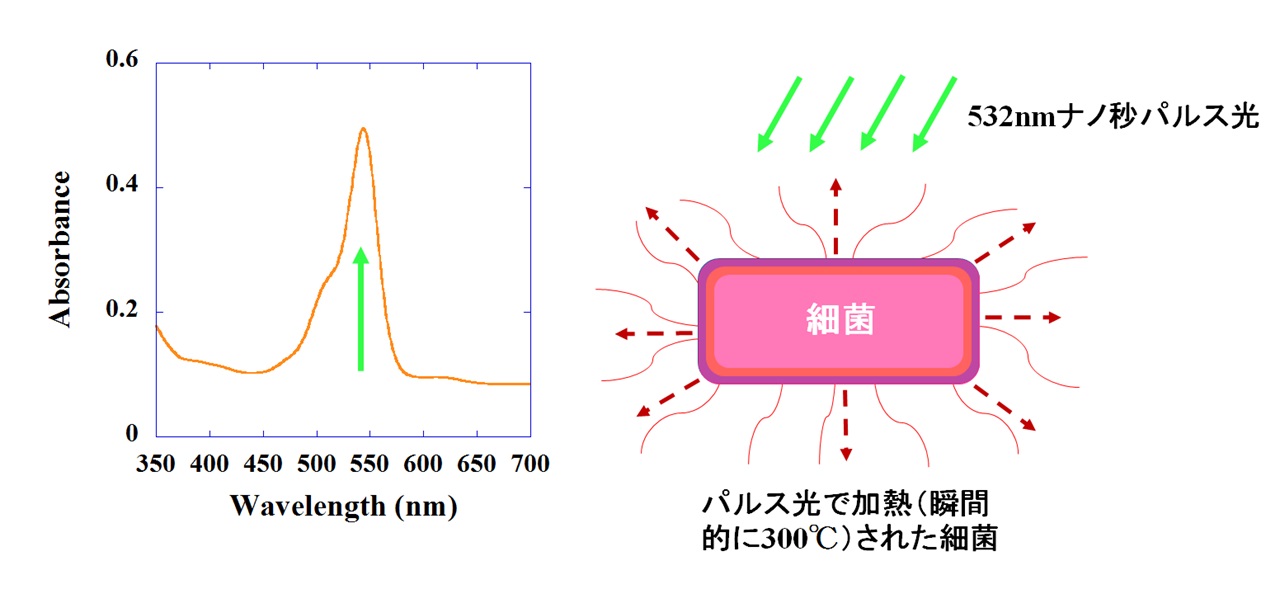 図 2. （左）細菌が有する光吸収スペクトル。ここでは 、 細菌に色素を吸着させてモデル化．（右） 532nmのナノ秒パルス光を照射された細菌が加熱されて 、 瞬間的に殺菌される様子を示す原理図