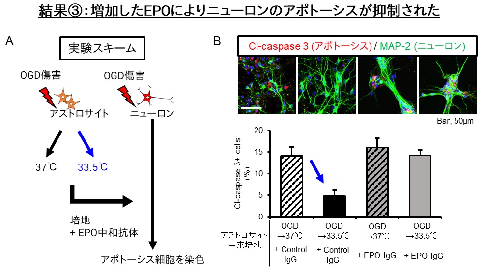 【図３】増加したEPOによりニューロンのアポトーシスが抑制された