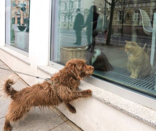 猫カフェのウインドー越しに見つめ合う猫と犬（リトアニアの首都ビリニュスで、２０２０年４月１９日撮影）【AFP＝時事】