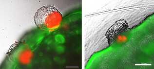 人の胚性幹細胞（ＥＳ細胞）から作製した疑似的な胚盤胞（赤色）が実験容器内で子宮内膜モデル（緑色）に「着床」する様子。接着（写真左）や浸潤を再現できた（柴田峻東北大助教提供）