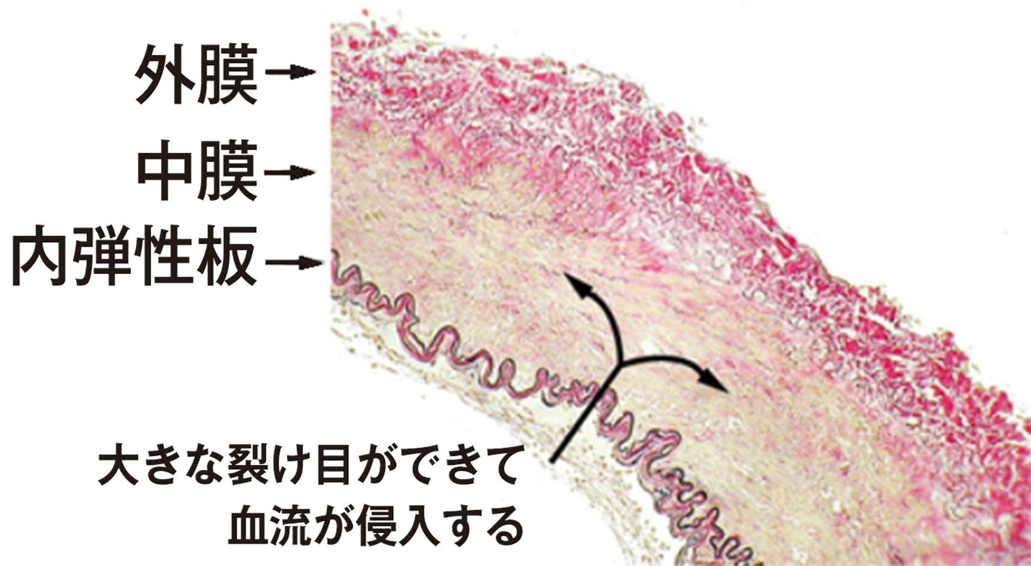 首 コキコキ