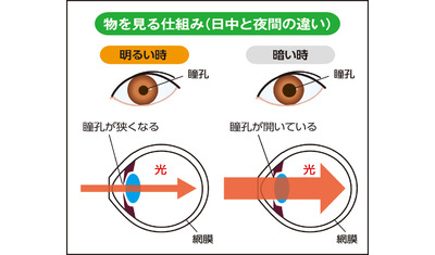 事故につながる夜間視力の低下加齢のほか目の病気が原因の場合も（東京大学医学部付属病院眼科　相原一科長）