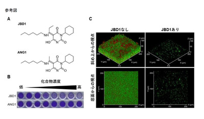 黄色ブドウ球菌のバイオフィルム形成を阻害する化合物「JBD1」を発見－東京慈恵会医科大学・東京大学