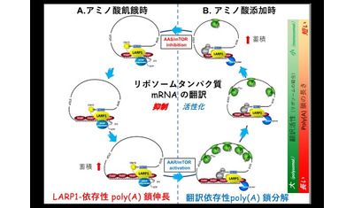 タンパク質合成装置リボソームの生合成メカニズムを解明～リボソームタンパク質mRNAのポリA鎖長で制御～