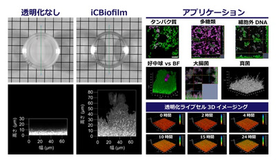 バイオフィルムを数秒で透明化する新技術「iCBiofilm」を開発～内部の微細構造や生きたままの微生物を深部まで観察することが可能に～