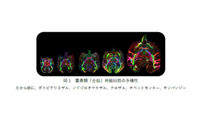 超高磁場MRIで見る霊長類「全脳」神経回路の多様性