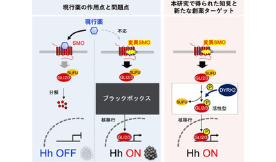 発生・発がんを制御するHedgehogシグナルの新たな活性化機構と責任分子(リン酸化酵素：DYRK2)を同定