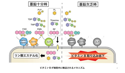 ビタミンBの吸収・代謝には亜鉛栄養が重要