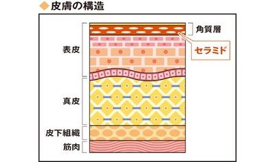 日常的に保湿を～あかぎれ、寒い時期に限らず（よしき銀座クリニック　吉木伸子院長）～
