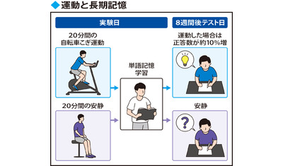 ２０分間の運動で記憶力向上～効果は８週間後まで持続（北海道教育大岩見沢校　森田憲輝教授）～