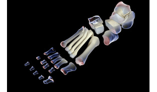 第2回 外反母趾、巻き爪、タコ・ウオノメ…
～足の不調には共通の原因があります～