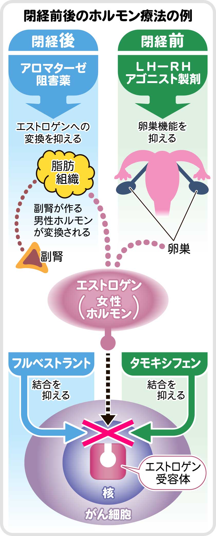 第１０回 遠隔転移なら薬物療法が基本乳がんの進行抑え ｑｏｌの維持 改善も目標に こちら診察室 時事メディカル 時事通信の医療ニュースサイト