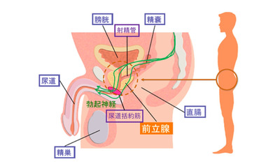 男性にとって重要な前立腺とは？
～マイナーな臓器の役割～