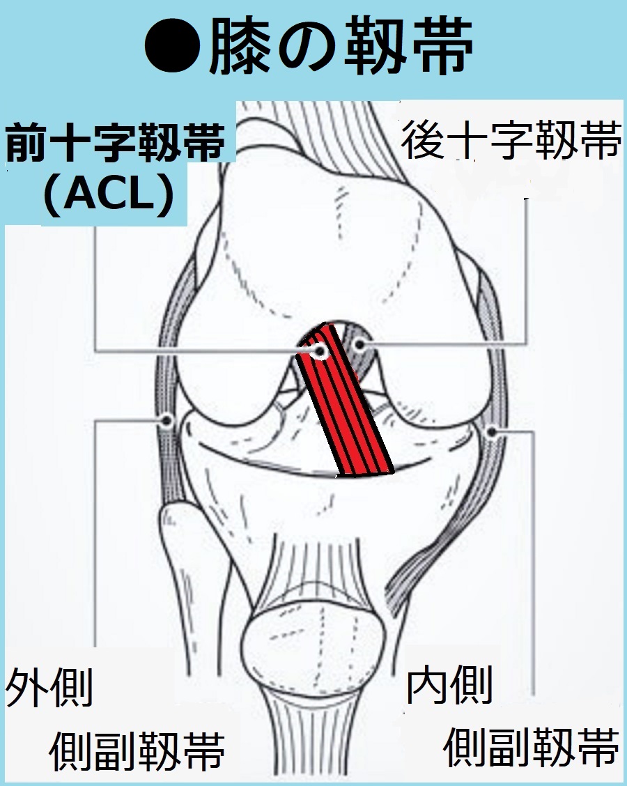 膝の靱帯（「家庭の医学」の図解を基に作成）