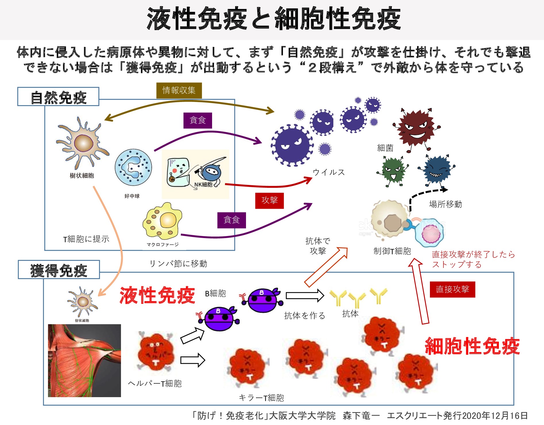 液性免疫と細胞性免疫（図１）