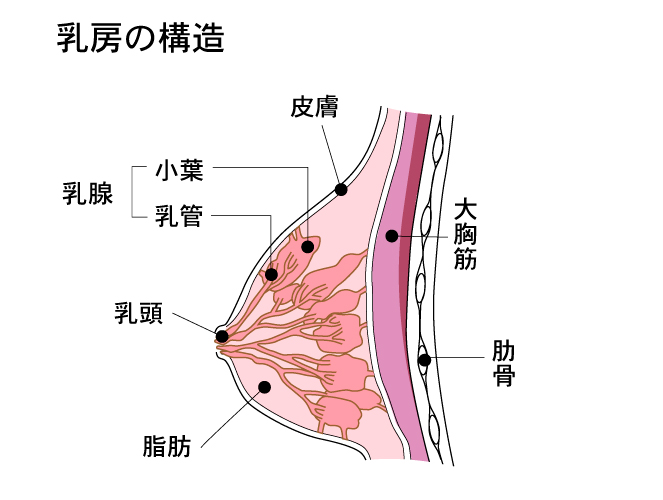 乳がんは年々増加傾向にある　美奈川由紀著「マンモグラフィってなに？ー乳がんが気になるあなたへ」（日本評論社）のイラストを参考に作成