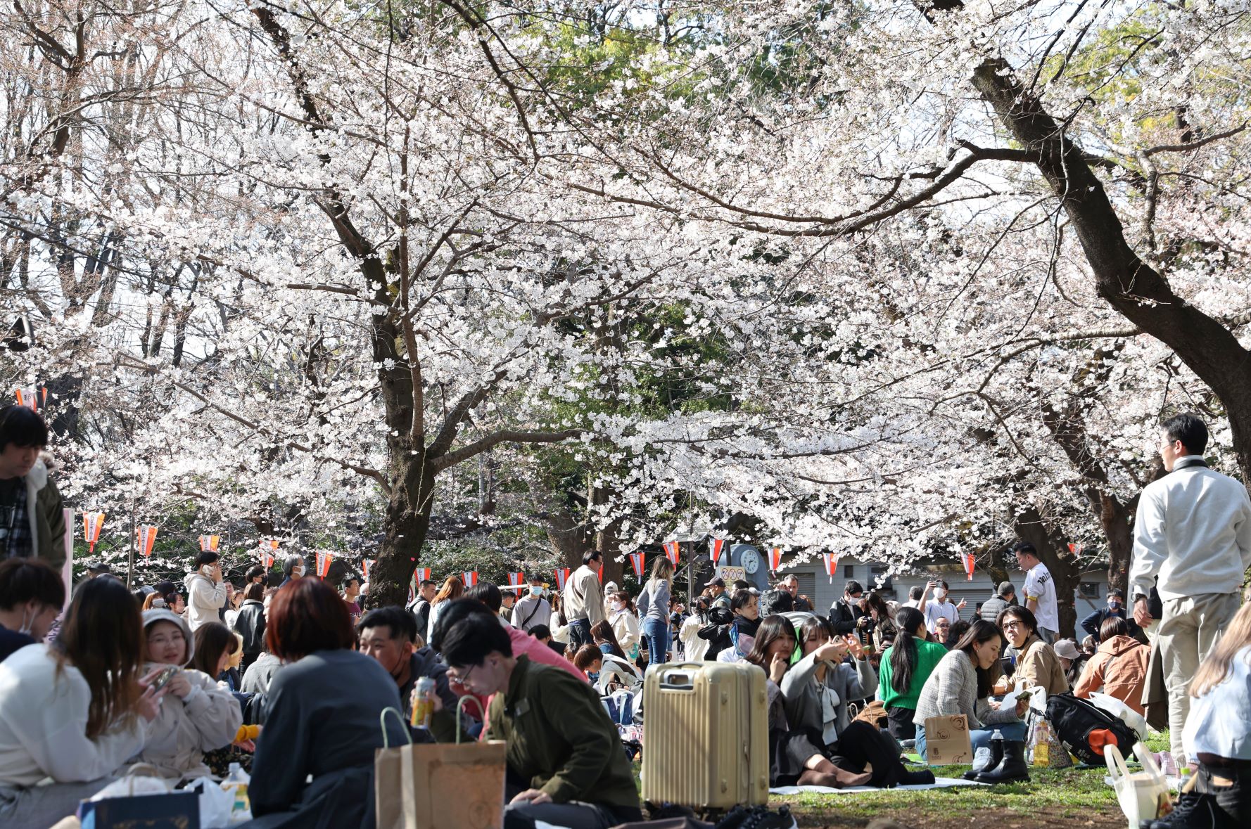 飲食を伴う宴会が解禁となった今春、桜の名所は多くの花見客でにぎわった（東京・上野公園）