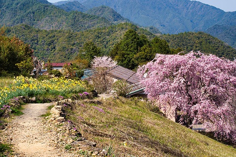 近畿地方南部の過疎の村には、熊野古道が延びていた