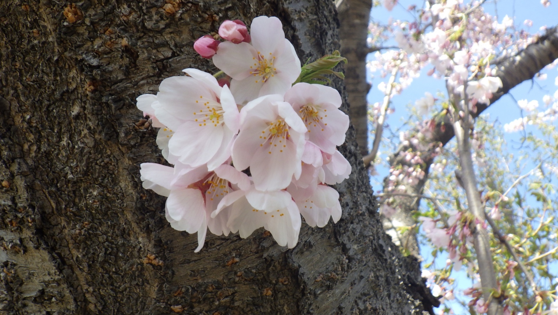 老木に多い「胴吹き桜」は、木の幹から直接花を咲かせる