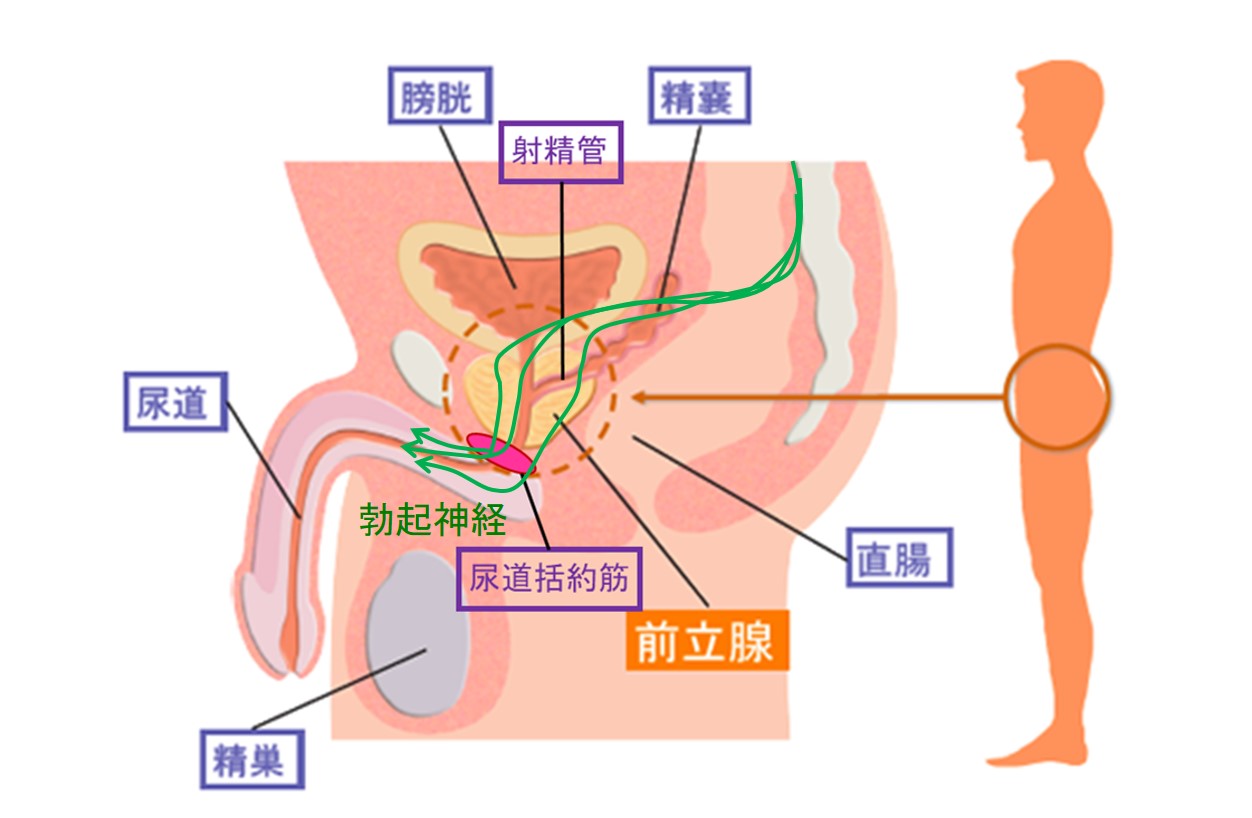 前立腺と周囲の臓器