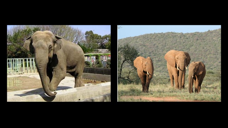動物園の象（左）と野生の象