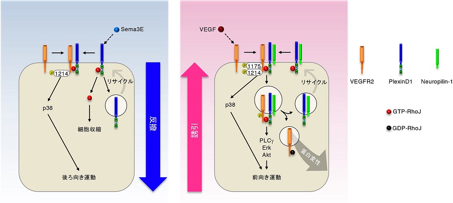 図1. RhoJの多面的機能による内皮細胞運動の制御