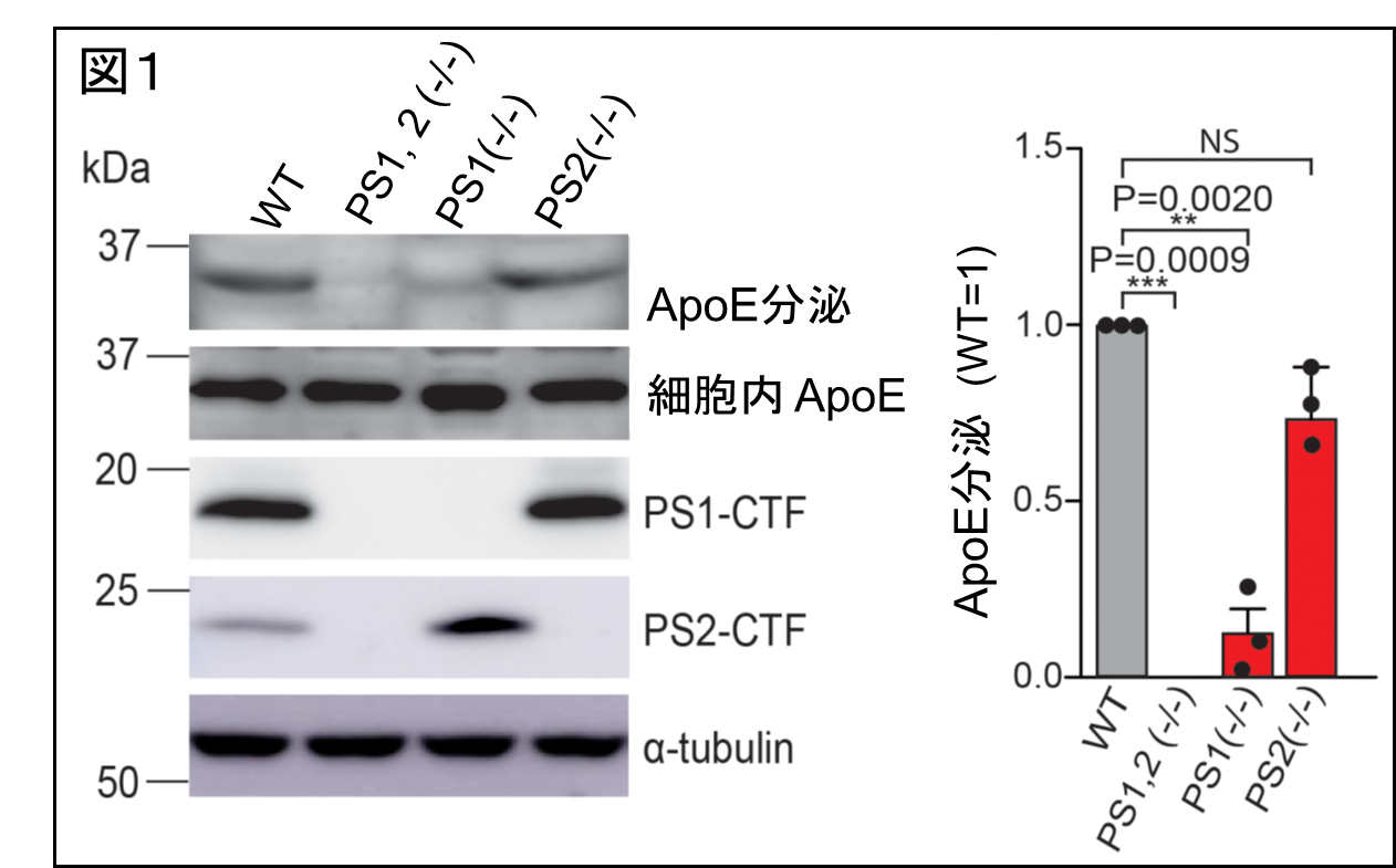 図１。図１。PS遺伝子欠損細胞におけるApoEの分泌変化。野生型(WT)マウス胎児線維芽細胞に比べ、PS1およびPS2欠損細胞のApoEの分泌が消失している。PS1欠損細胞のApoEの分泌が顕著に低下している。