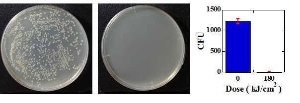 図 4. 今回開発した可視パルス光の照 射技術により 、 効率的に大腸菌が殺菌できることを実証した結果