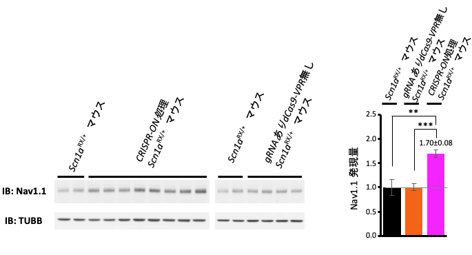 図3：gRNAを導入したマウスにおけるNav1.1ウエスタンブロット解析。CRISPR-ON処理したScn1aRX/+マウスにおいて大幅なNav1.1量の増加が見られる