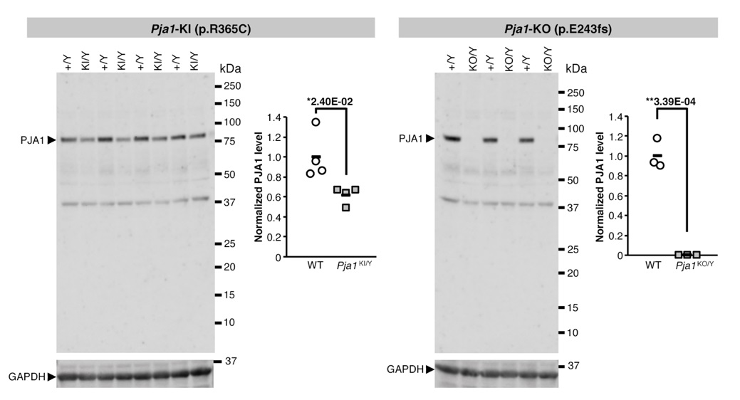 発達障害患者で同定されたPJA1変異に相当する変異を導入したノックインマウスではPJA1タンパク質の発現量が減少する