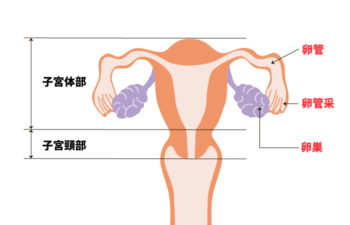 女性の内性器。どの部分にできるかで、子宮頸がん、子宮体がん、卵巣がんに分類する
