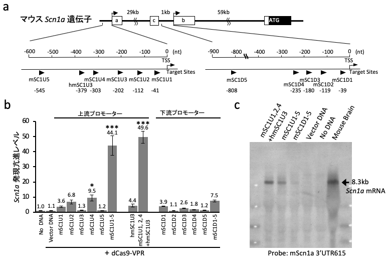 a.　マウスScn1a遺伝子プロモーターの構造とgRNAの位置　　 b.　定量PCRで確認したgRNAのScn1a発現亢進効果 　　　c. ノーザンブロット解析による各gRNA のNeuro2Aマウス培養細胞でのScn1a mRNA増幅効果の評価