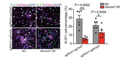 図3：Chd7、Kmt2c遺伝子をノックアウトした腫瘍細胞にNeurod1遺伝子を 強制発現させたときの増殖細胞の減少。