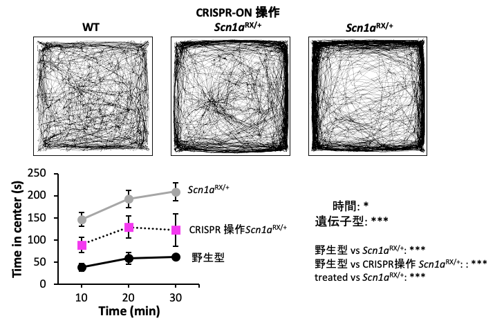 図4：CRISPR-ON操作したScn1aRX/+マウスに見られた誘起性てんかん発作（上図）とオープンフィールド行動試験で見られる壁周辺探索行動亢進（不安行動）（下図）の改善