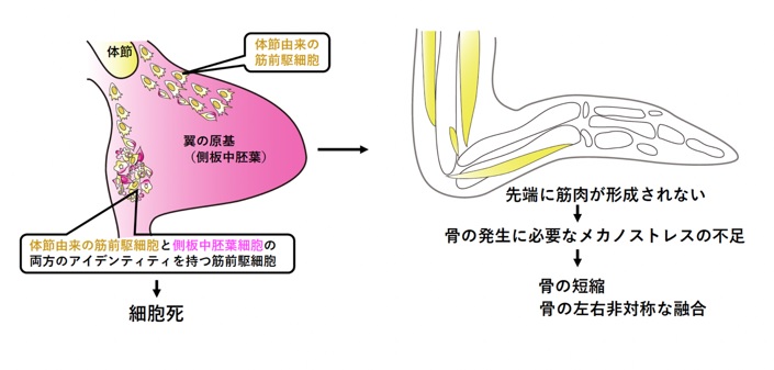 エミューの翼の骨格形成のモデル