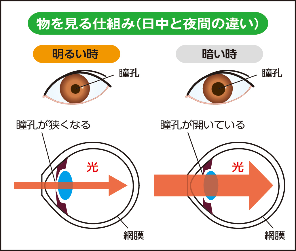 明るさに応じて瞳孔を調節する機能は、加齢により低下する