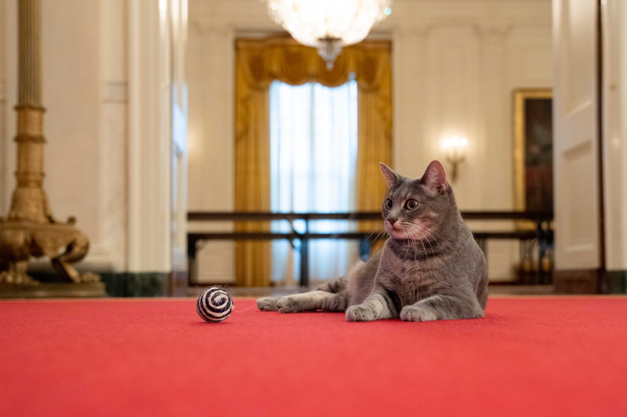 ホワイトハウスに迎え入れられた雌猫の「ウィロー」［２８日のジル米大統領夫人のツイッターより］（時事）