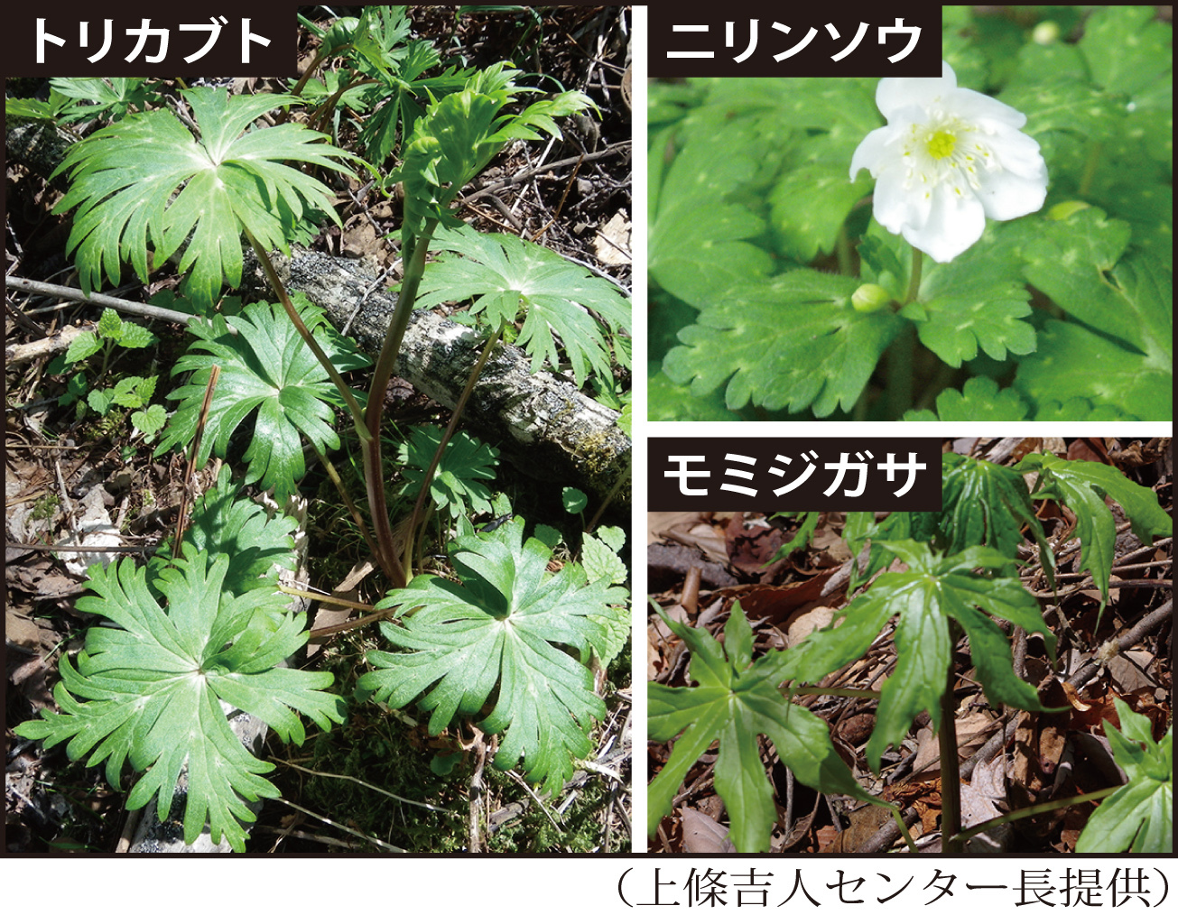 トリカブト（左）とよく似た植物