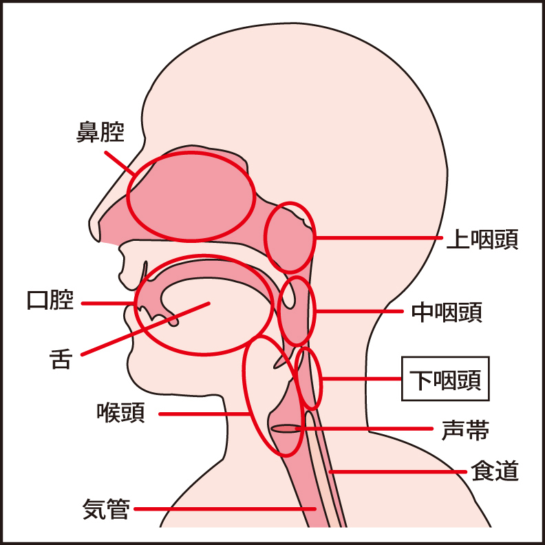 頭頸部の各領域