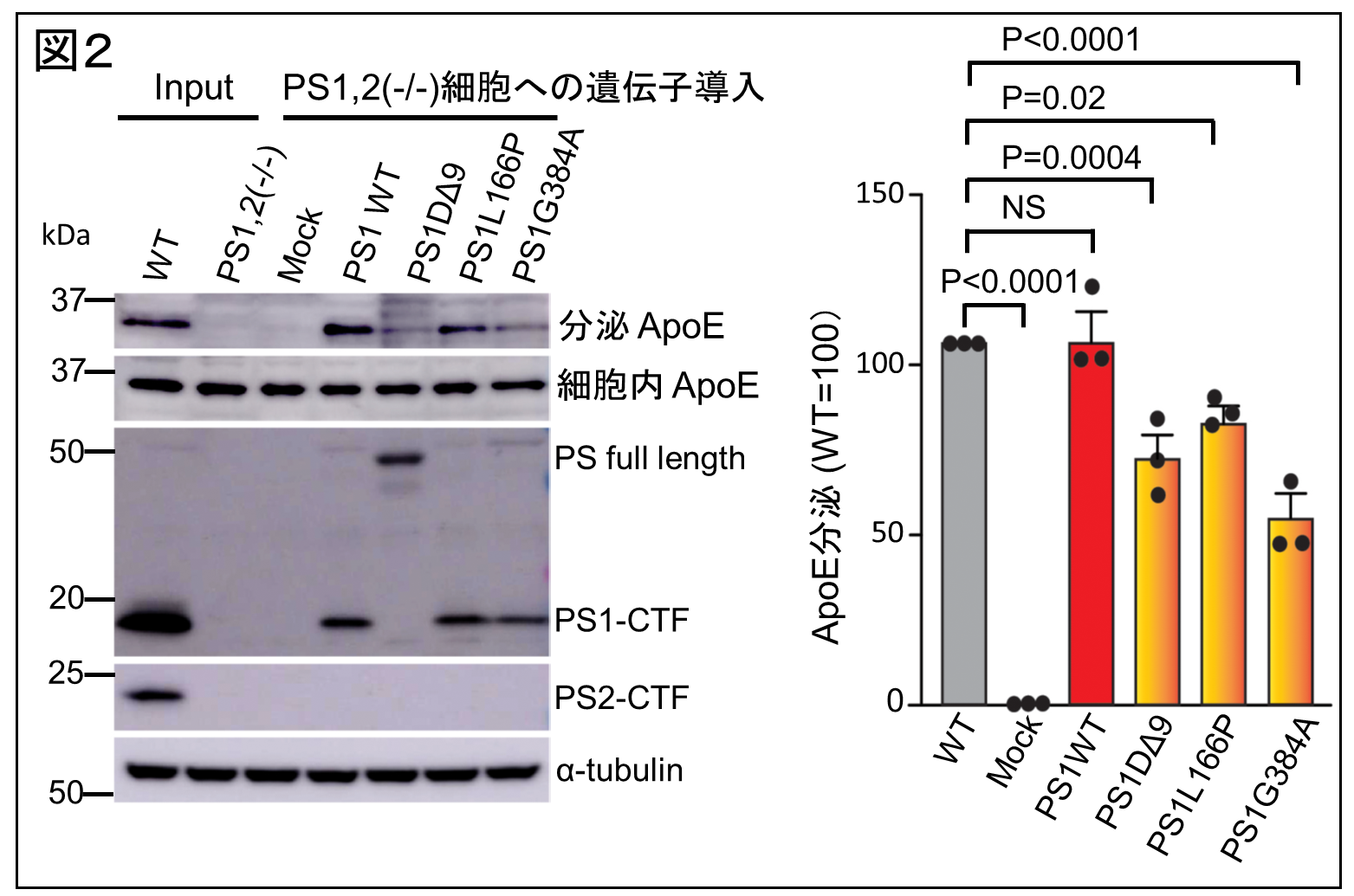 図２。ApoE分泌における変異型PS1の作用。PS1およびPS2欠損マウス胎児線維芽細胞に、野生型PS1、あるいは変異型PS1を導入した。野生型PS1と比べ、変異型PS1のApoE分泌促進効果が低下している。