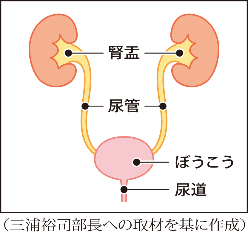 尿路上皮がんが発生する臓器