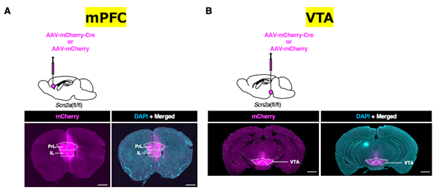 [図1] AAV粒子を注入したマウスの脳内で観察されたmCherryタンパクの発現。（A）mPFC領域、(B) VTA領域。AAV粒子は主にmPFCまたはVTAに注入されていた。