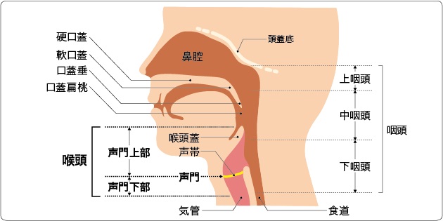 咽頭部の図解（国立がん研究センターがん情報サービスより）
