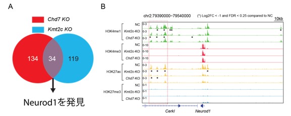 図2：(A) 遺伝子発現解析によるNeurod1の発見。(B) Chd7、Kmt2cノックアウトによるNeurod1遺伝子のエンハンサー領域におけるエピゲノム修飾の変化。