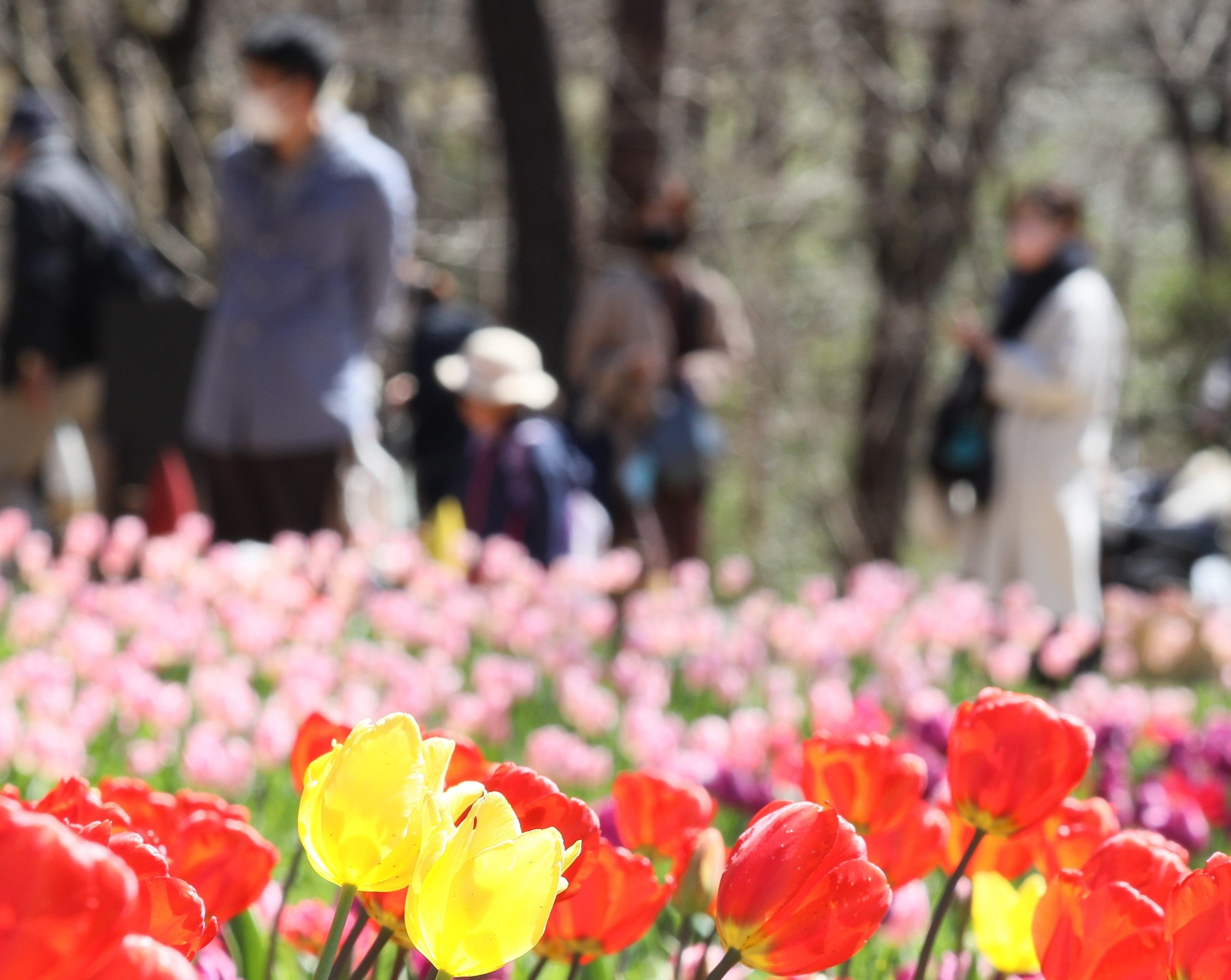 陽気に誘われて人々が早咲きのチューリップを楽しんだ（埼玉県の国営武蔵丘陵森林公園、３月１４日）