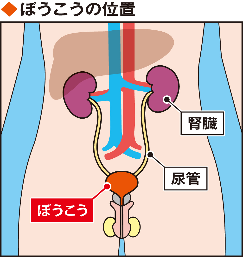 ぼうこうの位置