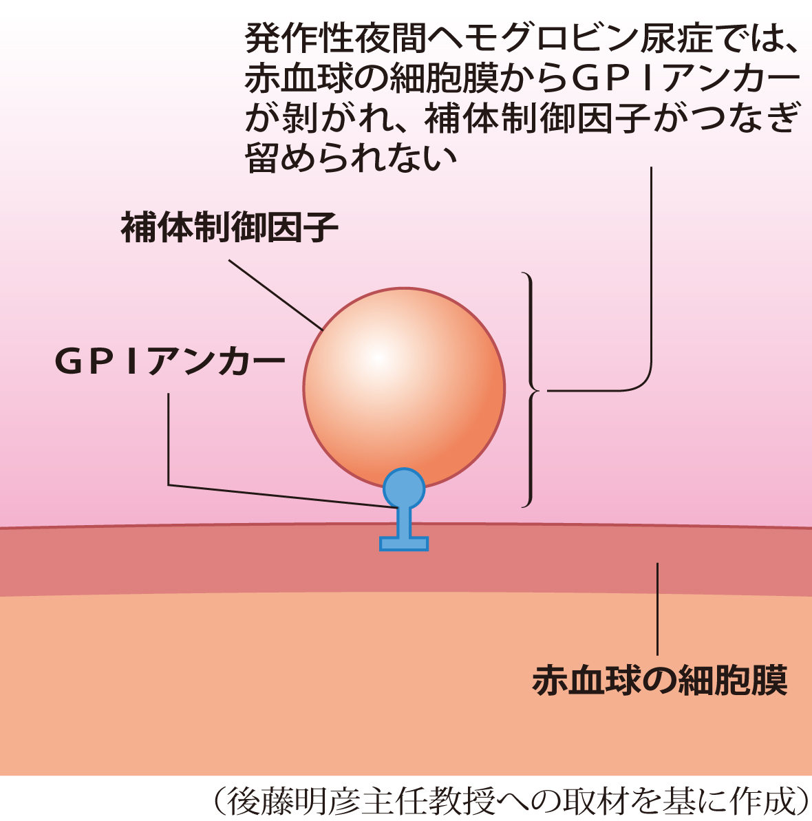 健康な人はＧＰＩアンカーによって補体制御因子がつなぎ留められている