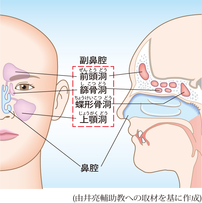 鼻腔と副鼻腔